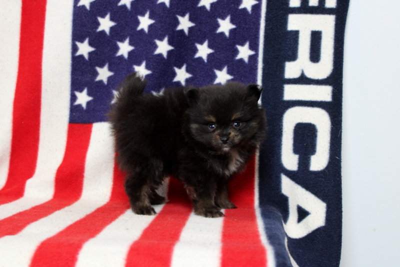 puppy, for, sale, Pomeranian, Matthew B. Stoltzfus, dog, breeder, Gap, PA, dog-breeder, puppy-for-sale, forsale, nearby, find, puppyfind, locator, puppylocator, aca